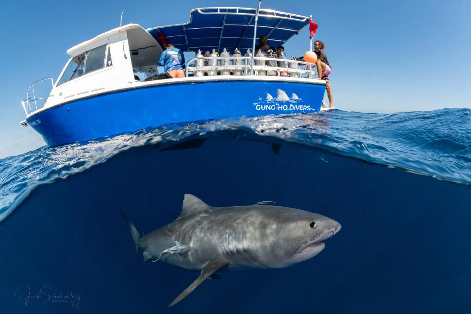 The Gung-Ho Divers boat above a tiger shark in clear blue water